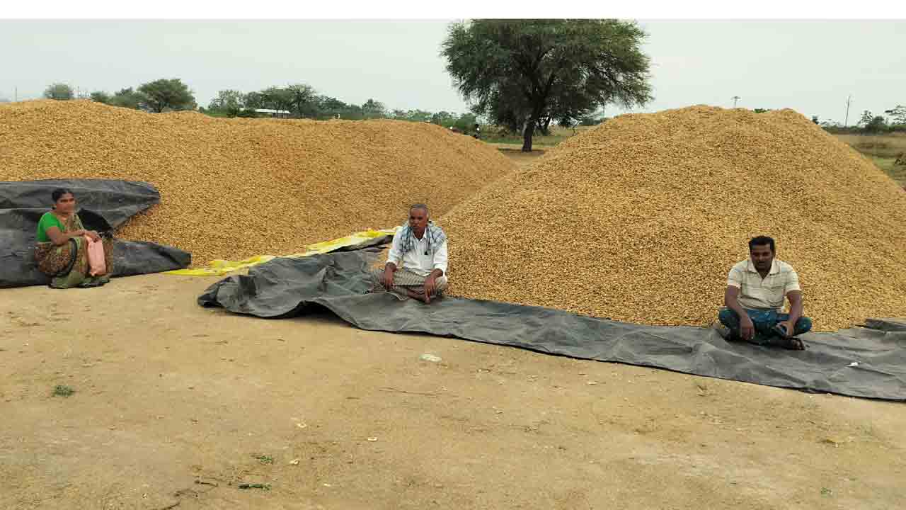 గన్నీ గోస!