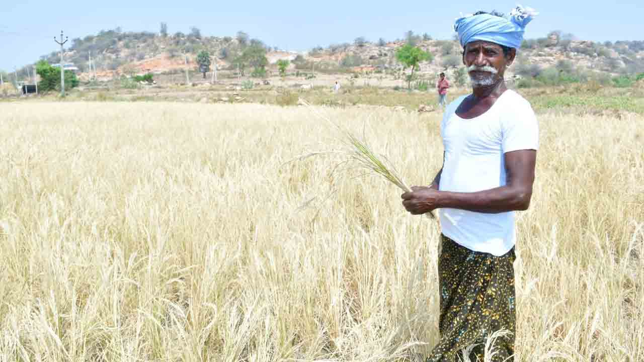 నీరు ఇంకింది వరి ఎండింది