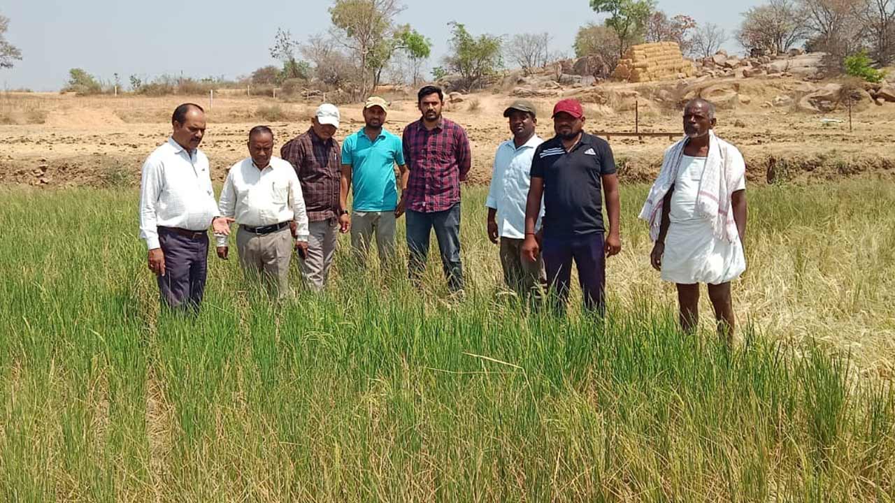 ఎండుతున్న పంటలు