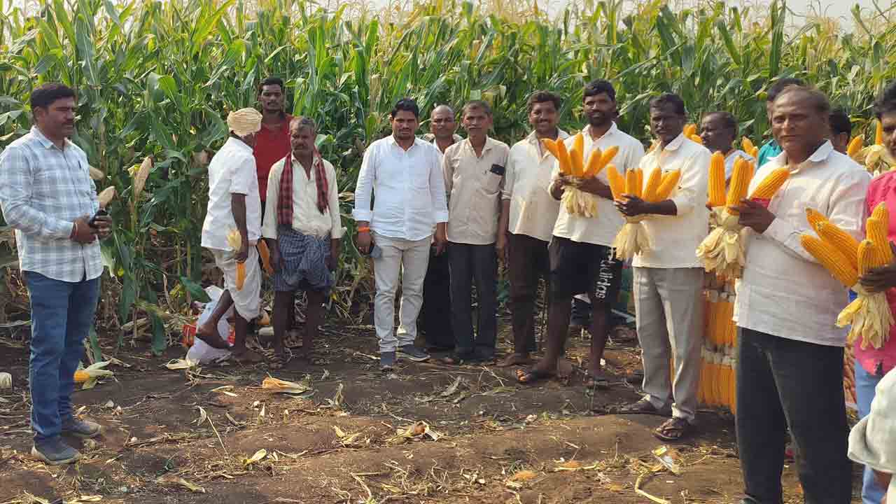 Maize | మెలుకవలు పాటిస్తే మొక్కజొన్న రైతుకు లాభం