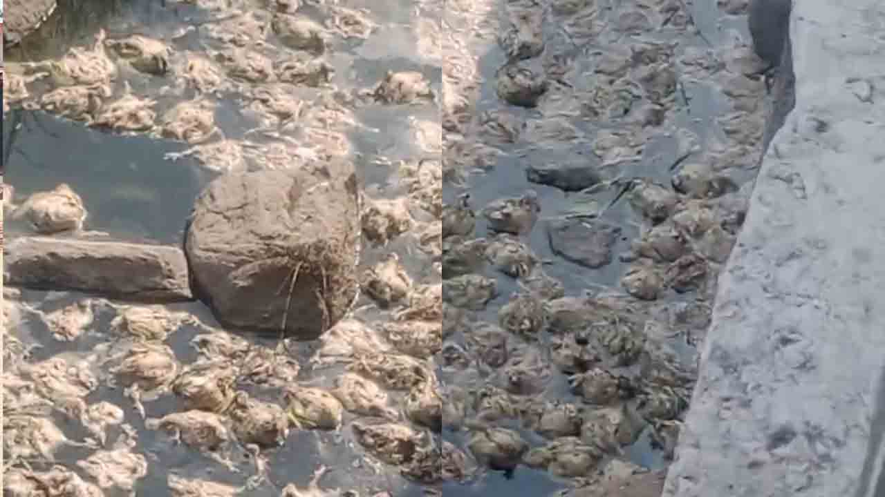 Manjira River | ఇంత దుర్మార్గమా..? మంజీరా నదిలో మృత్యువాత పడ్డ కోళ్ల కళేబరాలు