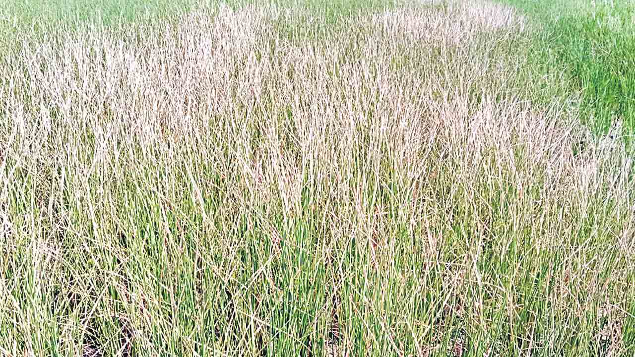 బోరుమంటున్న దుబ్బాక రైతు