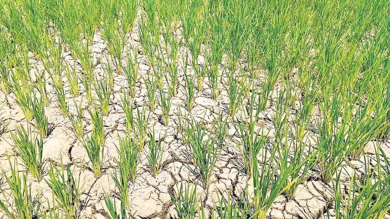 నెర్రెలిడుతున్న పొలాలు