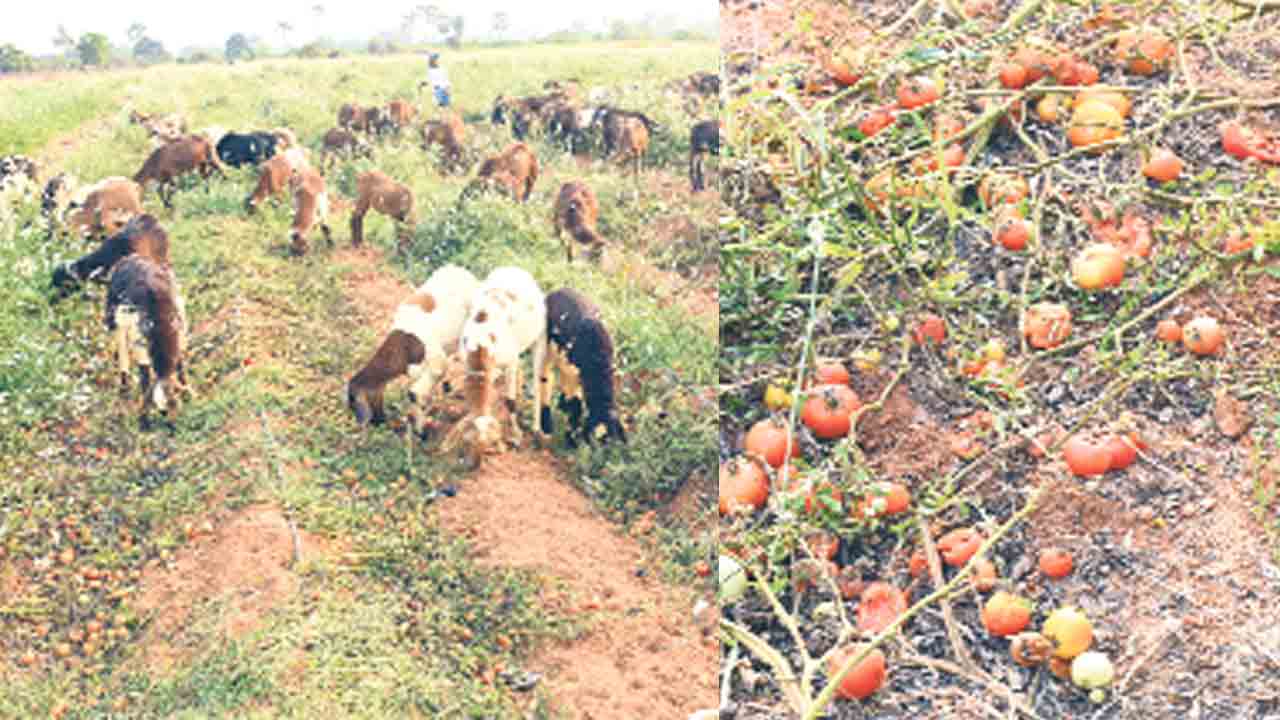 Tomato Farmers | కిలో 3 రూపాయలే.. చితికిపోతున్న టమాట రైతు