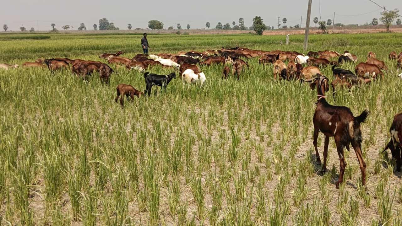 చివరి కి మేతగా..