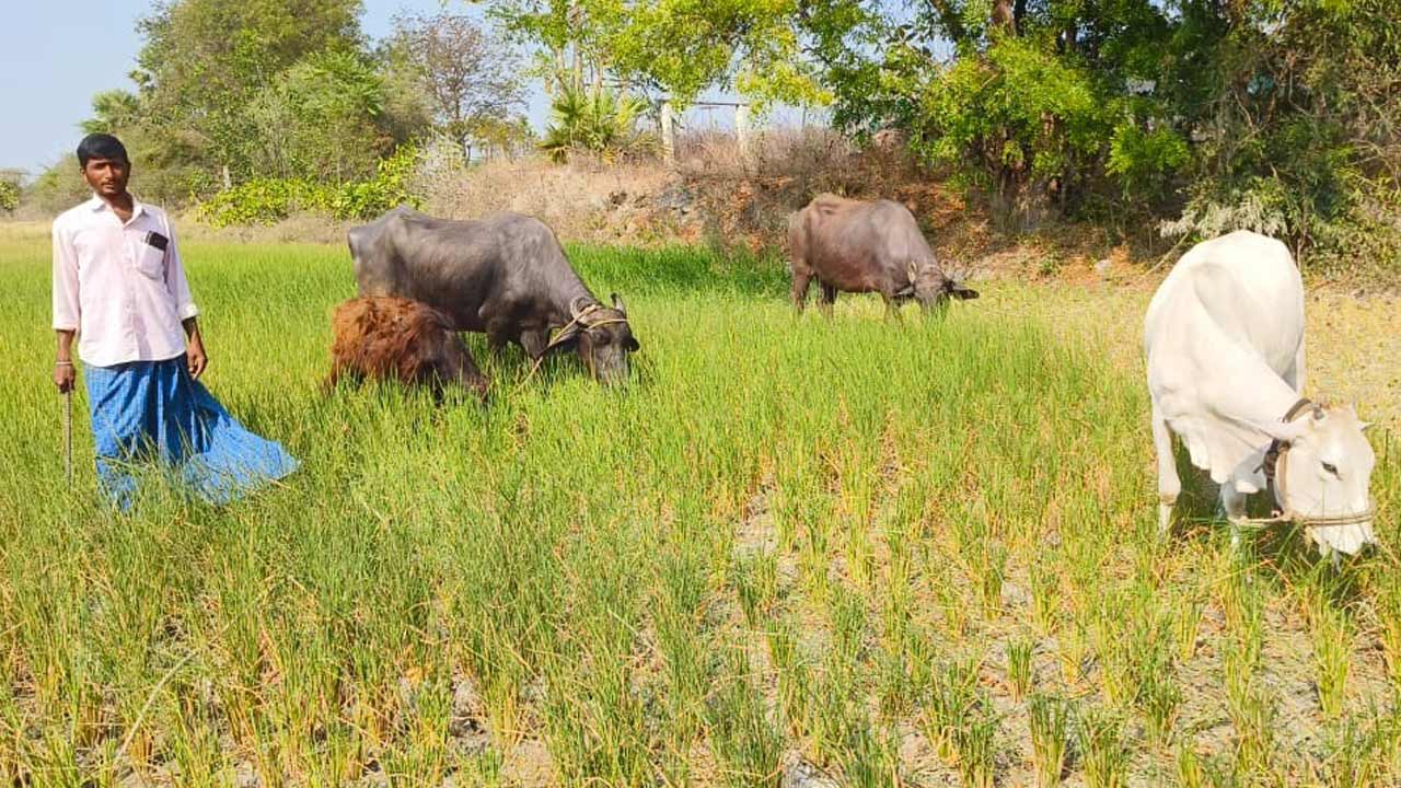 వరి పైర్లు పశువులకు మేతాయె