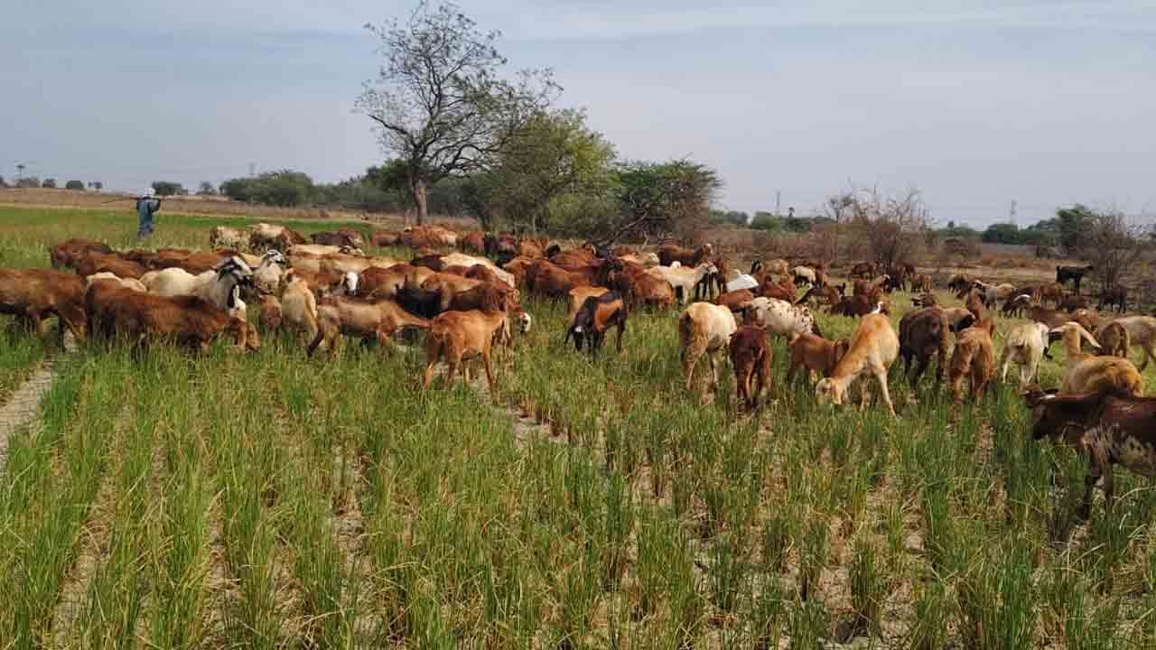 తడి ఆరింది.. మడి ఎండింది