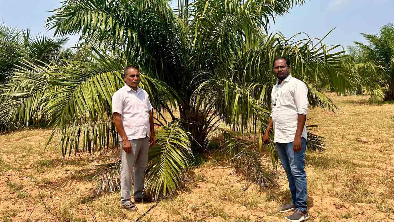 Oil Palm Gardens | వేసవిలో ఆయిల్ పామ్ తోటలను సంరక్షించుకోండిలా..
