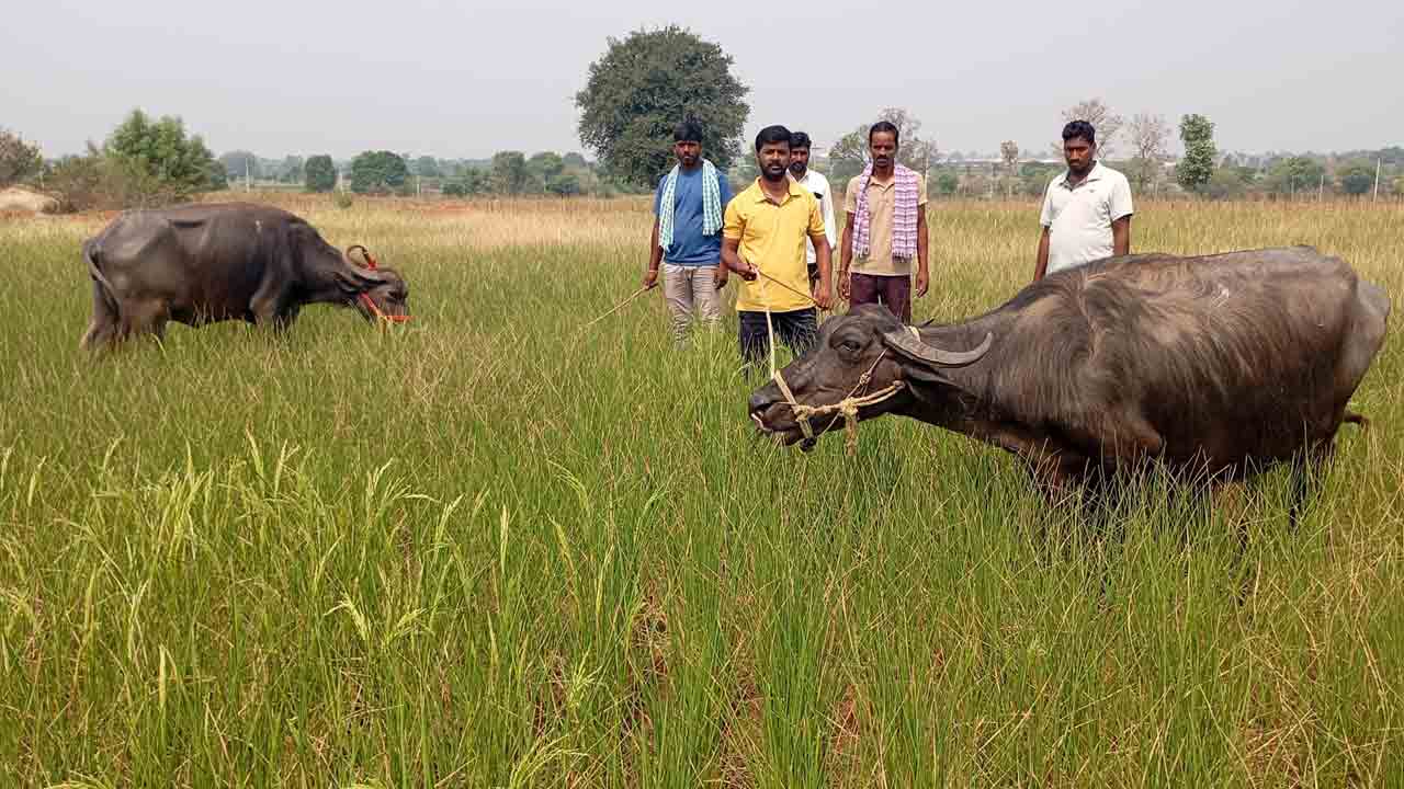 Paddy Crop 1