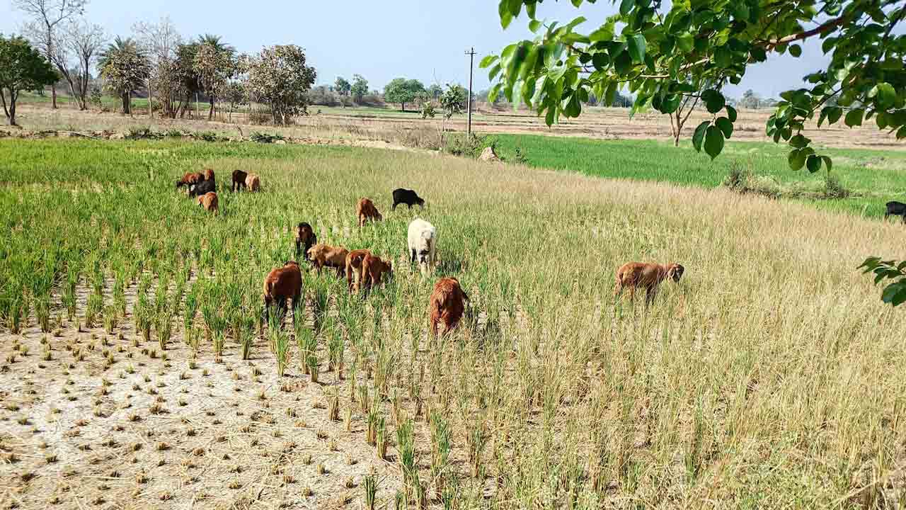 Paddy Crop | బోర్ల నుంచి నీళ్లు రాక.. జీవాలకు మేతగా మారిన వరి చేను