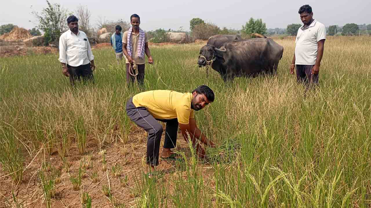 Paddy Crop | అడుగంటిన భూగర్భజలాలు.. పశువులకు మేతగా మూడెకరాల వరి పంట