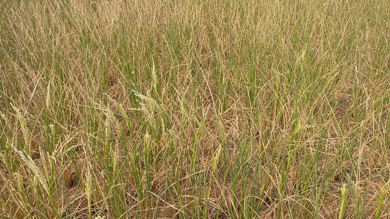 Paddy Crop2