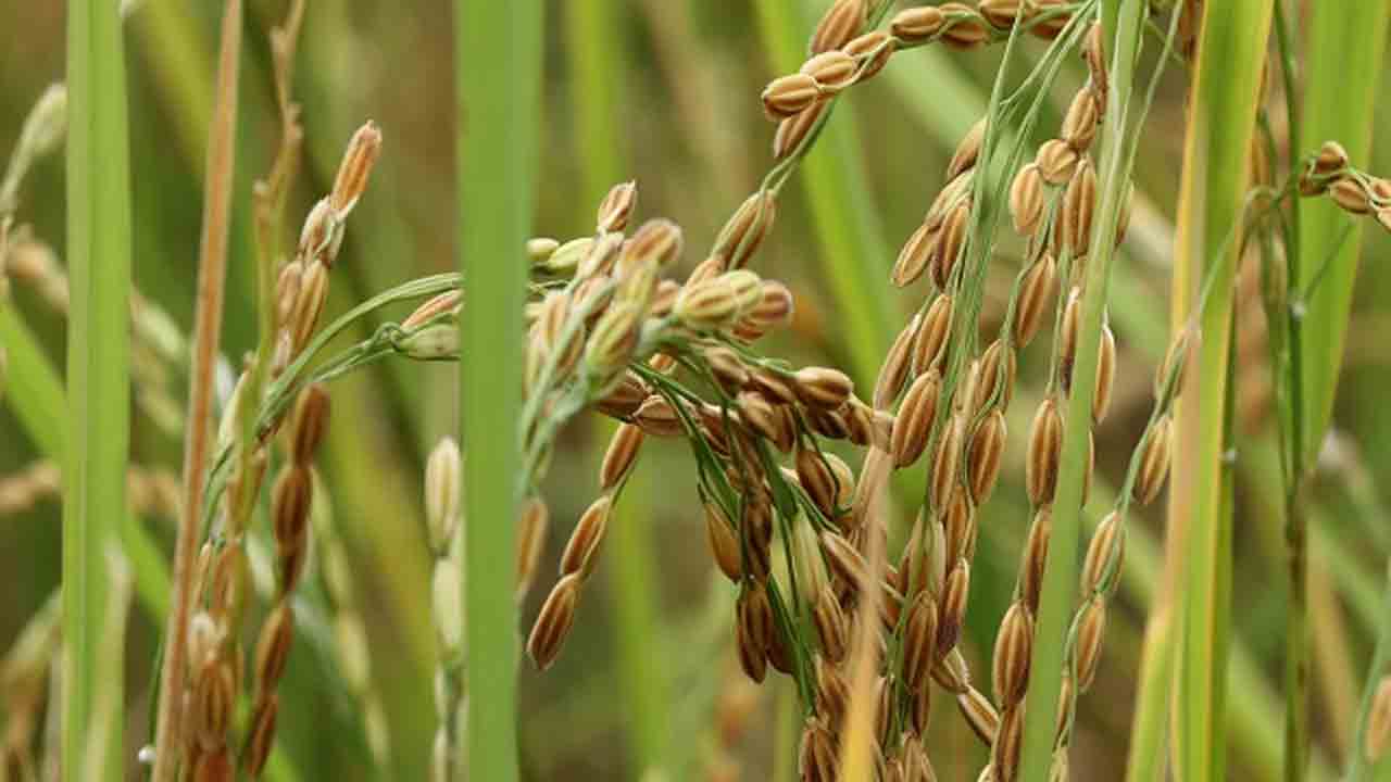Paddy crop | అందని సాగునీరు.. వరి పంట చేతికొచ్చేది ఎట్లా.. ?