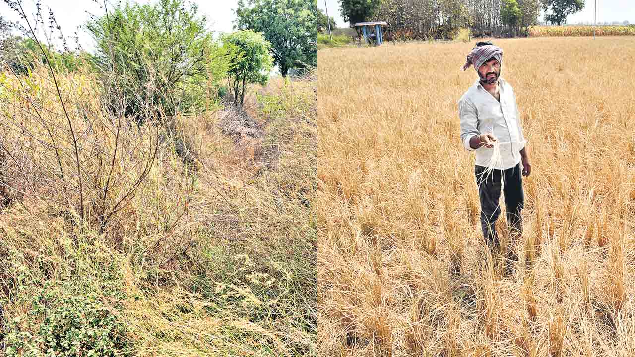 Devadula | మూసుకుపోయిన దేవాదుల కాల్వలు.. వందలాది ఎకరాల్లో ఎండిపోతున్న పంటలు..