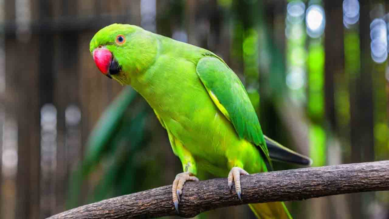 Parrot | జైల్లో రామచిలుకను పెంచుకుంటున్న ఖైదీ.. ప్రశ్నించిన జైలు వార్డర్స్‌పై దాడి..!