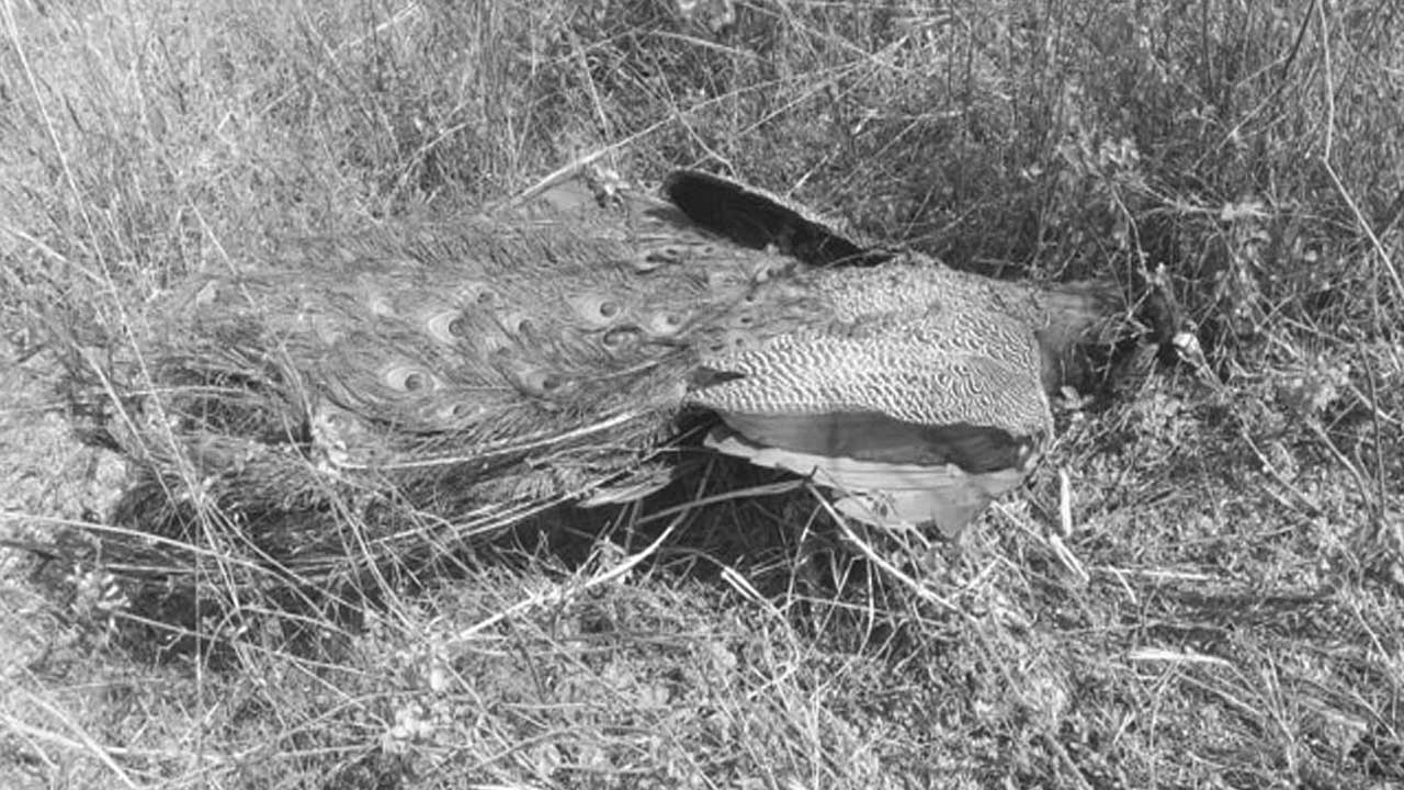 అప్పాజిపల్లిలో నెమలిని చంపిన దుండగులు…?