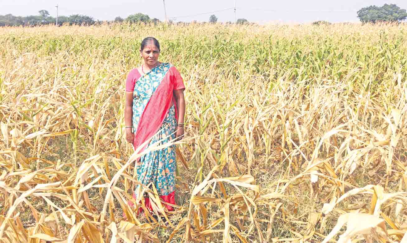 మక్కరైతుకూ నష్టాలే…