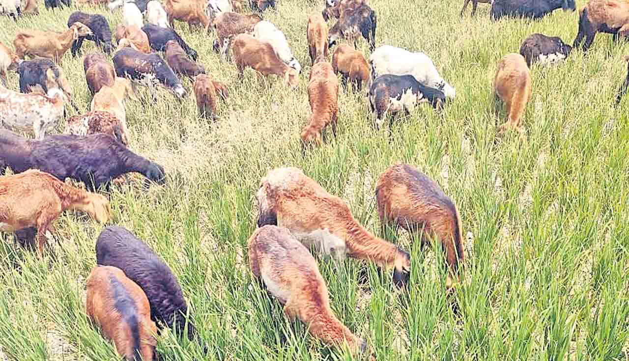 పంట చేను పశువుల మేతకు