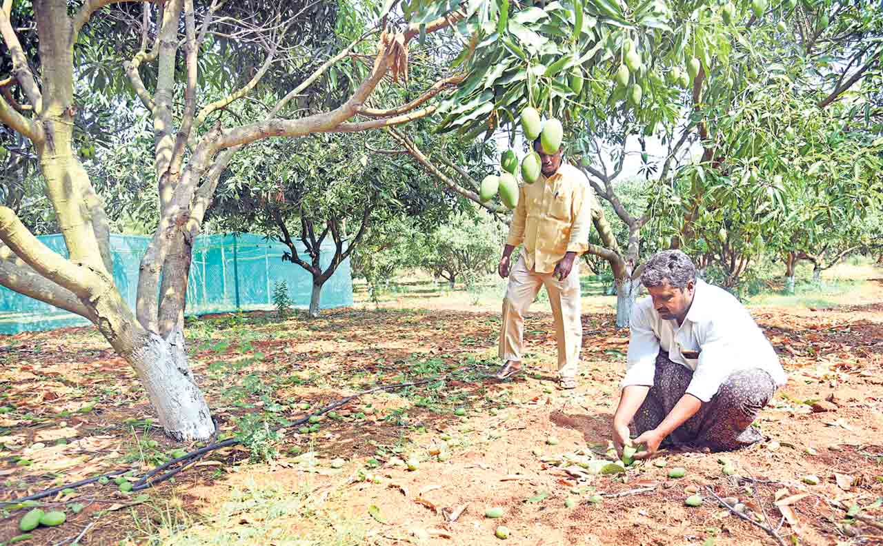 చేతికొచ్చిన పంట వర్షార్పణం అకాల నష్టం..