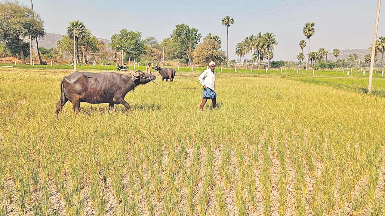 ఆశలు ఆవిరి