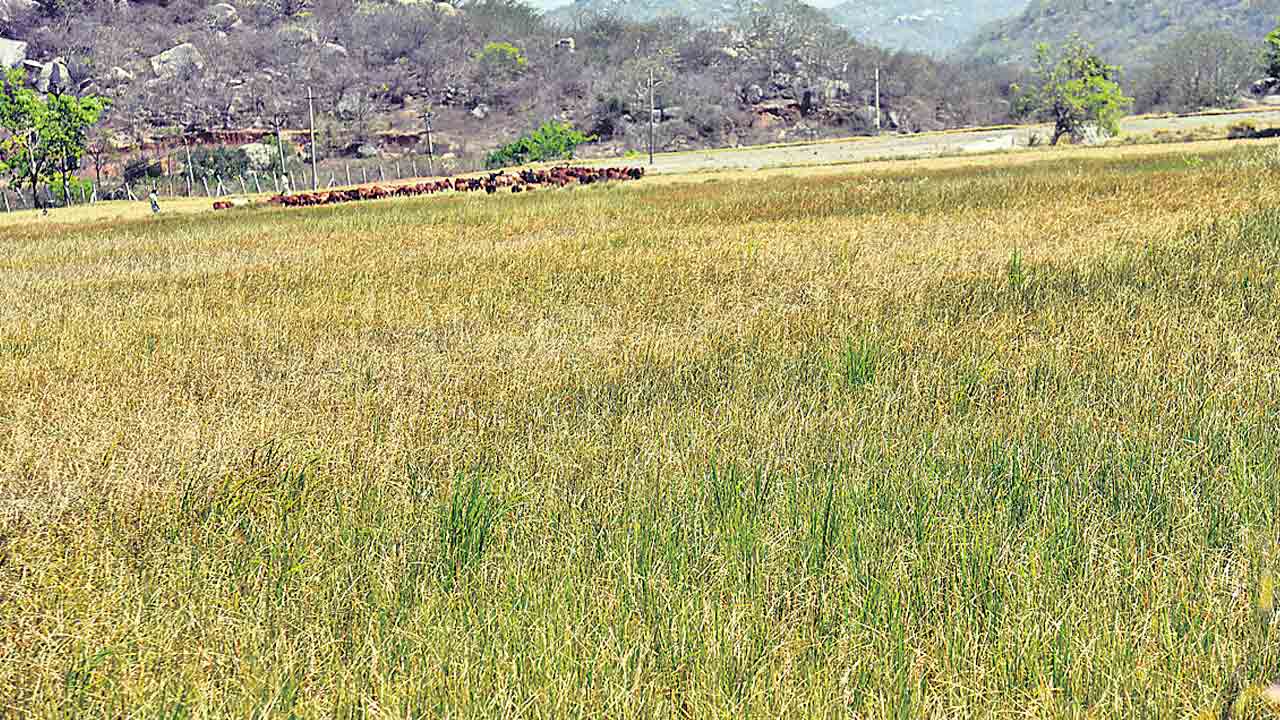 రైతన్న ఆగమాగం
