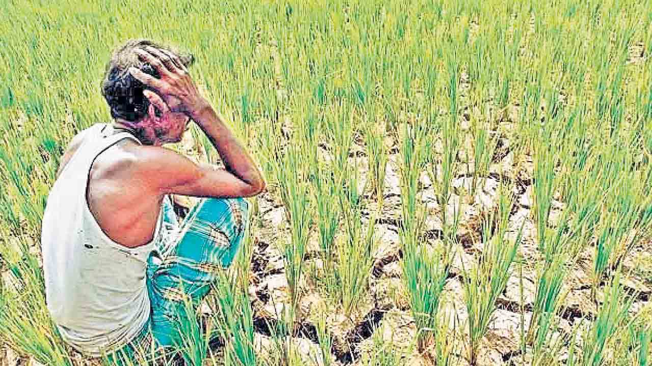 Rythu Bharosa | రైతు భరోసా పడ్డదా.. నేటితో ముగియనున్న రైతులకు రేవంత్‌ సర్కారు ఇచ్చిన గడువు