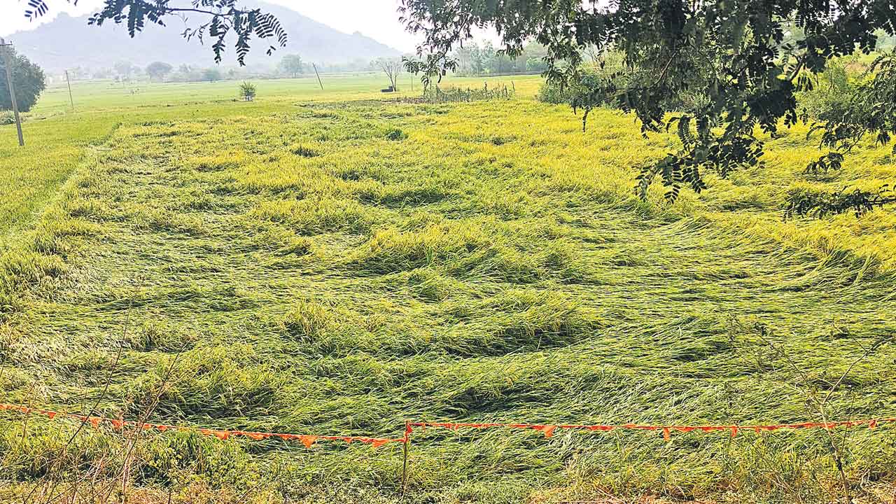 అకాల వర్షం.. అపార నష్టం