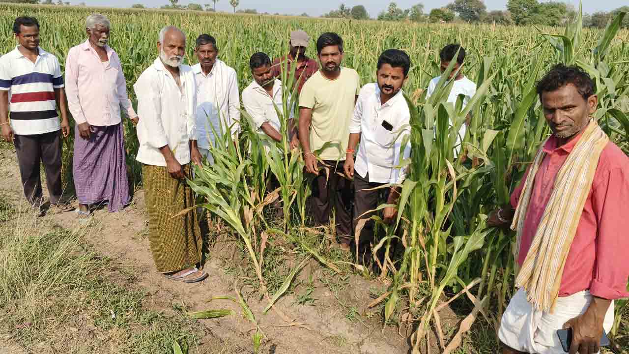 అధికారుల నిర్లక్ష్యంతో  చివరి వరకూ రాని నీరు.. ఎండిపోతున్న మొక్క.. వరి పంటలు..!