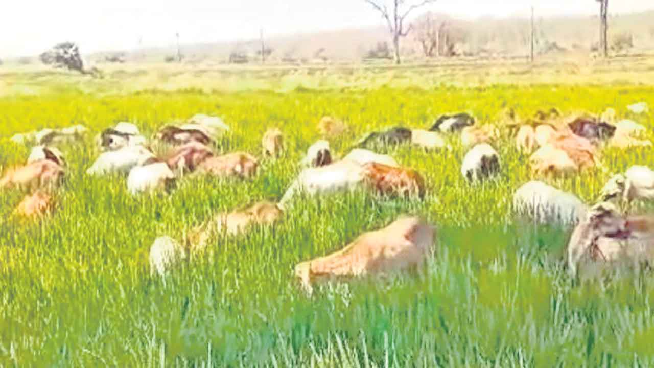 Sheeps