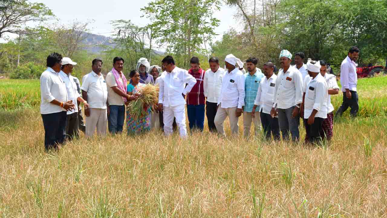 ప్రభుత్వ వైఫల్యంతోనే ఎండుతున్న పంటలు