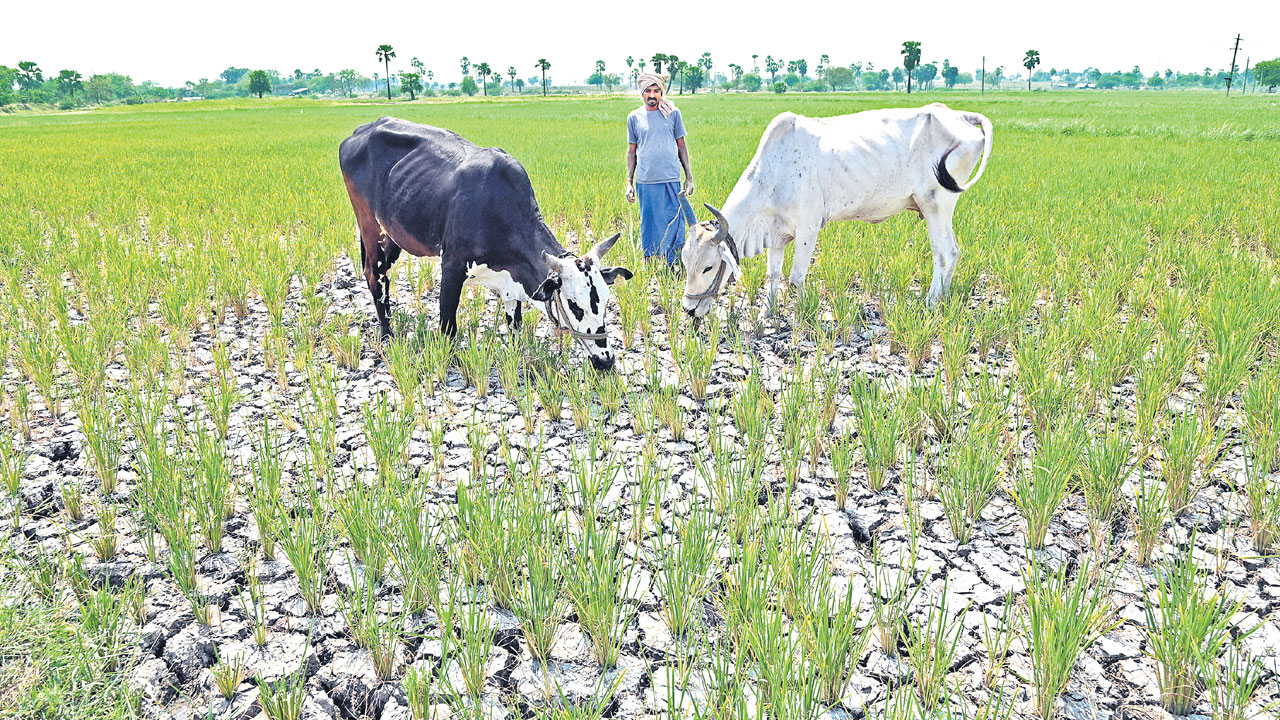 Telangana | అన్నదాతకు ఎన్ని వెతలో.. రాష్ట్రంలో సాగు సంక్షోభం.. చక్రబంధంలో రైతాంగం!