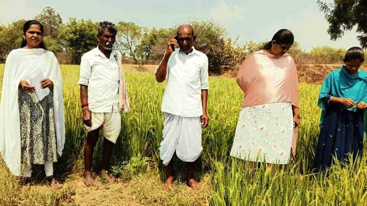 Tella Kanki | వరిలో తెల్ల కంకి నివారణకు ఇలా చేయండి : వ్యవసాయ అధికారి శ్వేతాకుమారి