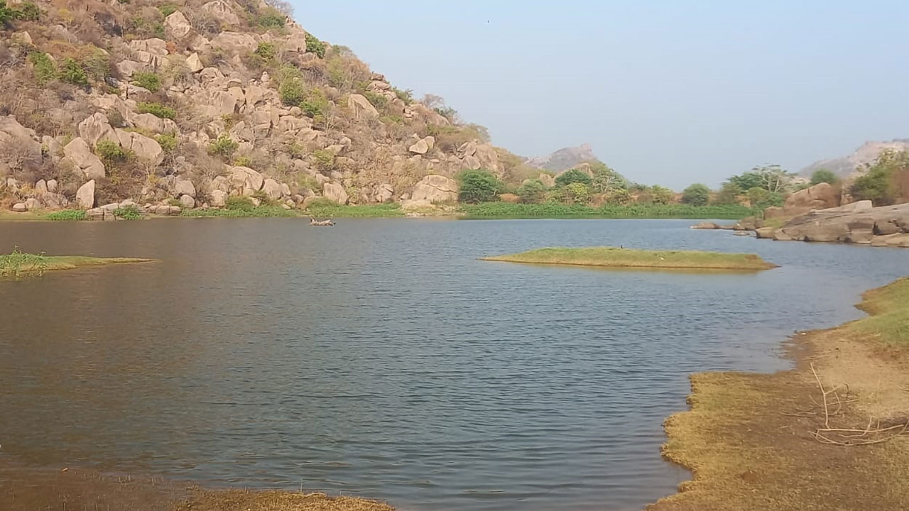 Thimmapur | ఎండుతున్న పొలాలకు జీవం పోశాడు.. సొంత ఖర్చులతో కాలువ తీసి కుంట నింపిన మాజీ ఉపసర్పంచ్