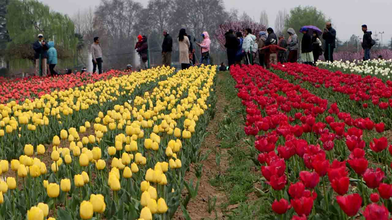 Tulip Garden | అందాల కశ్మీర్‌లో తెరచుకున్న తులిప్‌ గార్డెన్‌.. కనువిందు చేస్తున్న రంగురంగుల పూలు