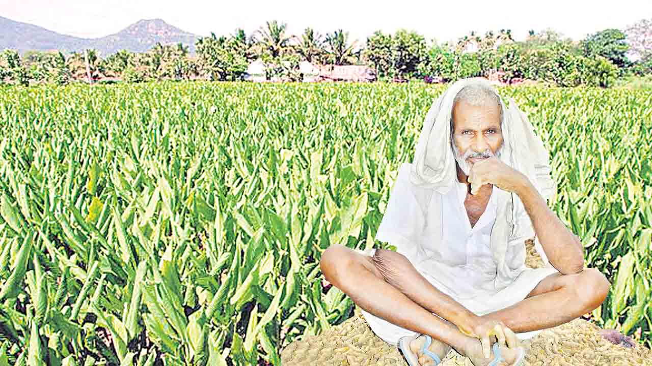 దగా పడుతున్న పసుపు రైతు
