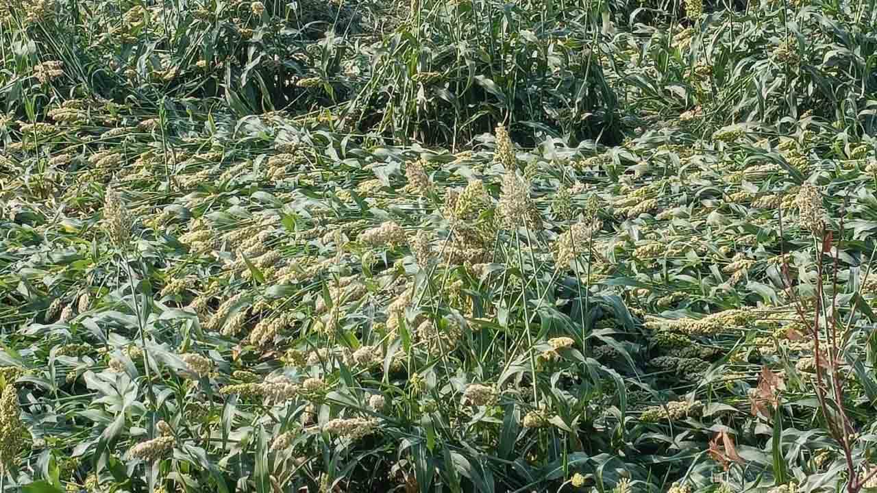 Unseasonal rains | అకాల వర్షంతో నేలకొరిగిన జొన్న పంట.. రైతులకు అపార నష్టం