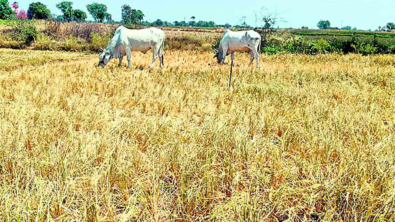 ఎండుతున్న పైరు.. రైతన్న కన్నీరు