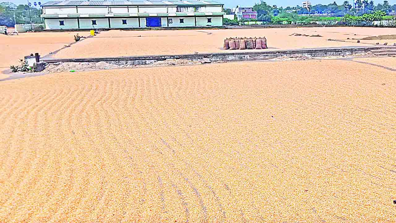 మక్కలే మక్కలు..