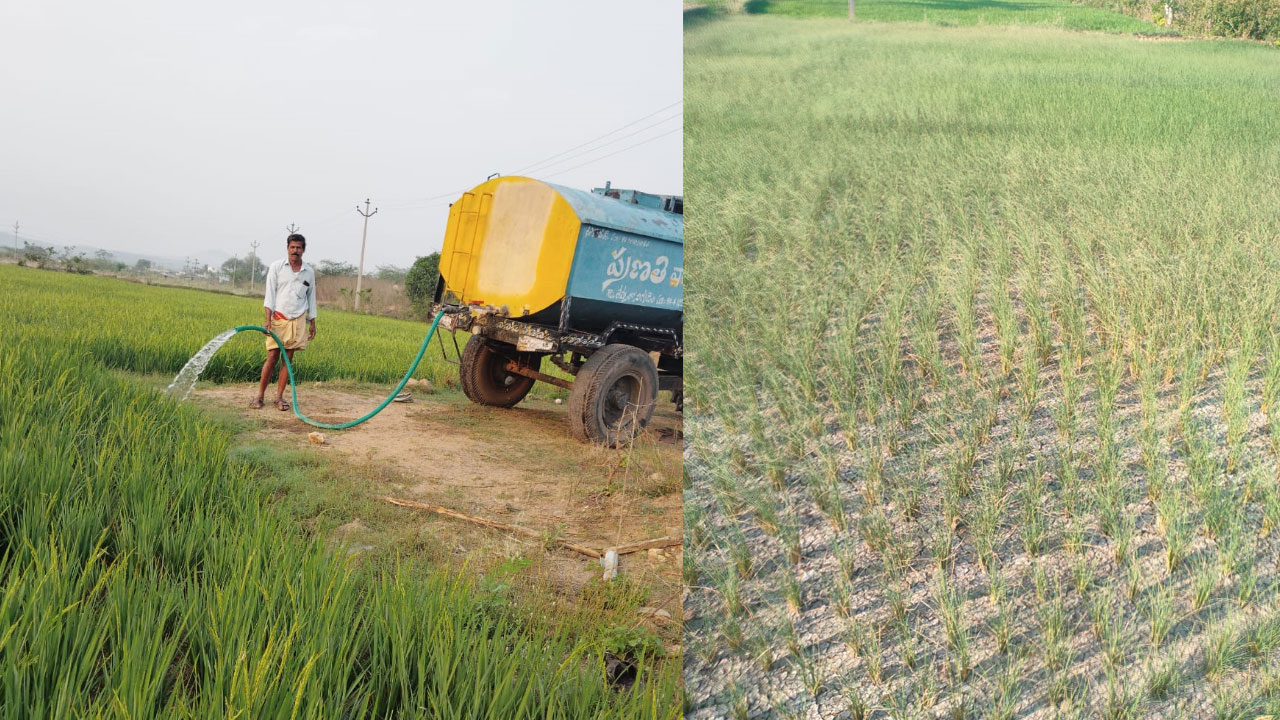 Yacharam | నాలుగు బోర్లున్నా ట్యాంకర్‌ నీళ్లే దిక్కు.. పంటను కాపాడుకునేందుకు రైతన్న కష్టాలు