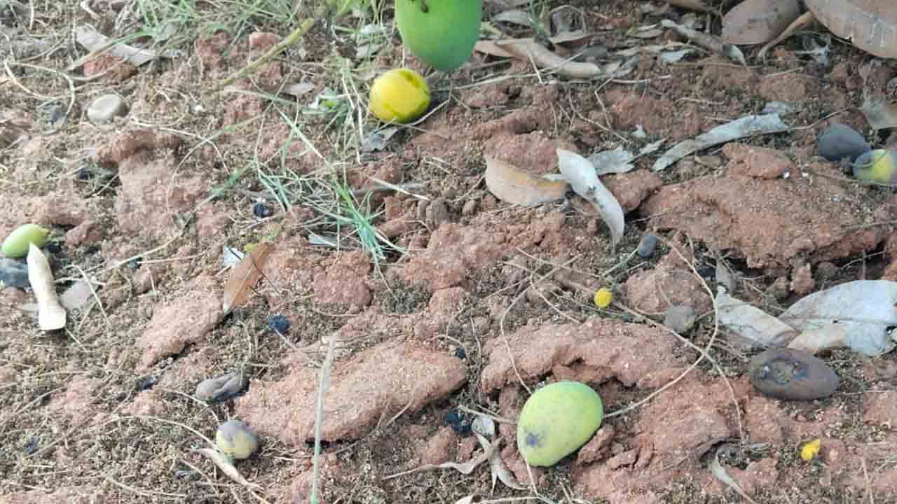 కట్టంగూర్‌ మండలంలో కరువుఛాయలు.. నీళ్లు లేక ఎండిపోతున్న పంటలు