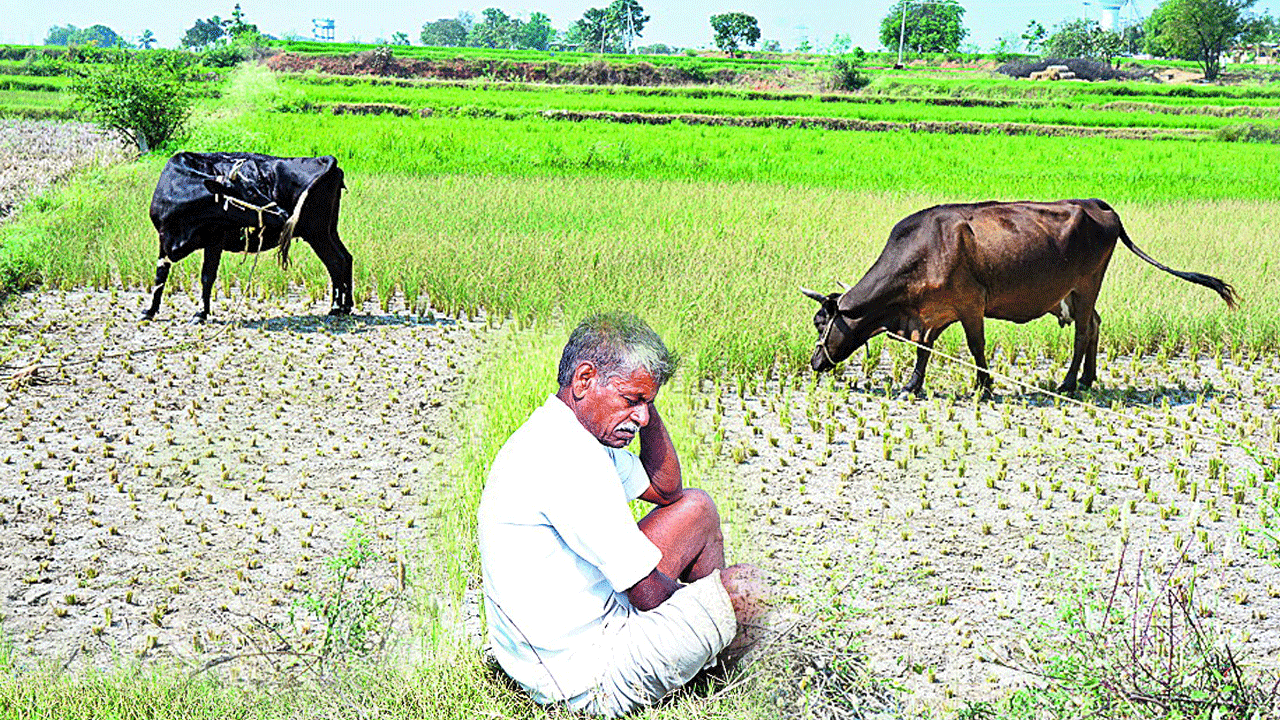 కరువు కాలం రైతుకు కష్టకాలం !