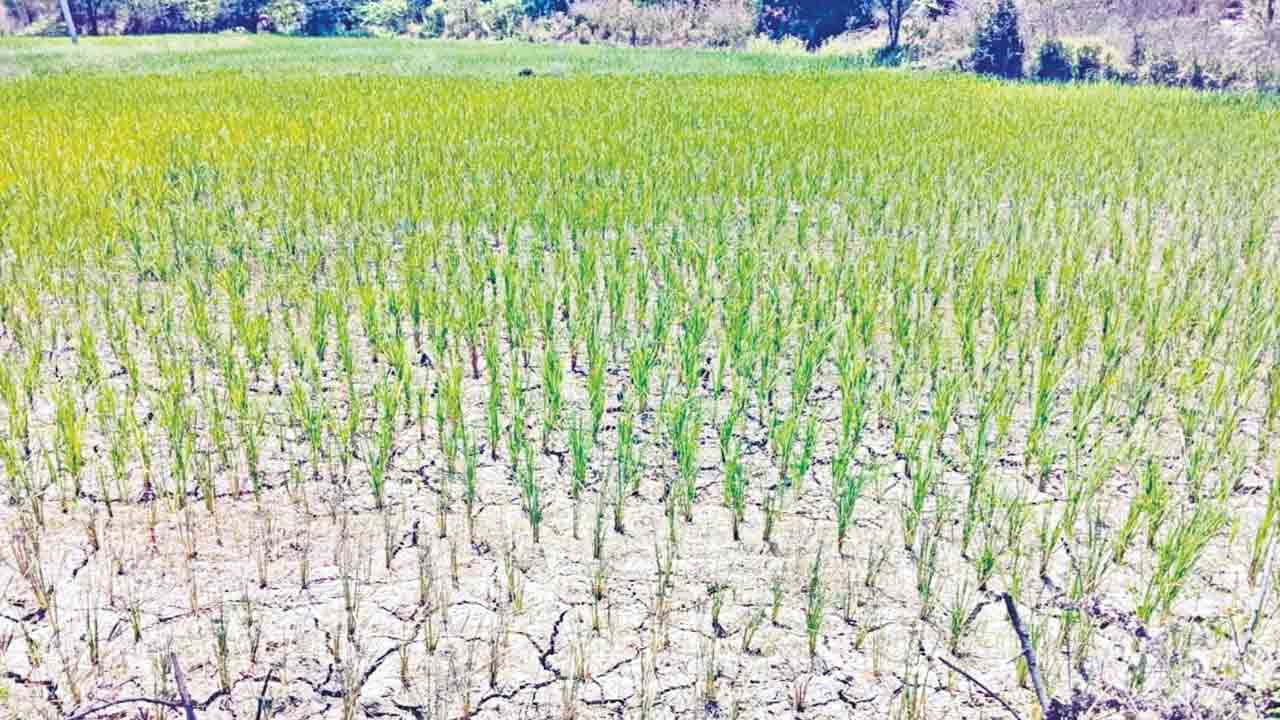 తడికి తండ్లాట.. కాంగ్రెస్‌ తెచ్చిన కరువు