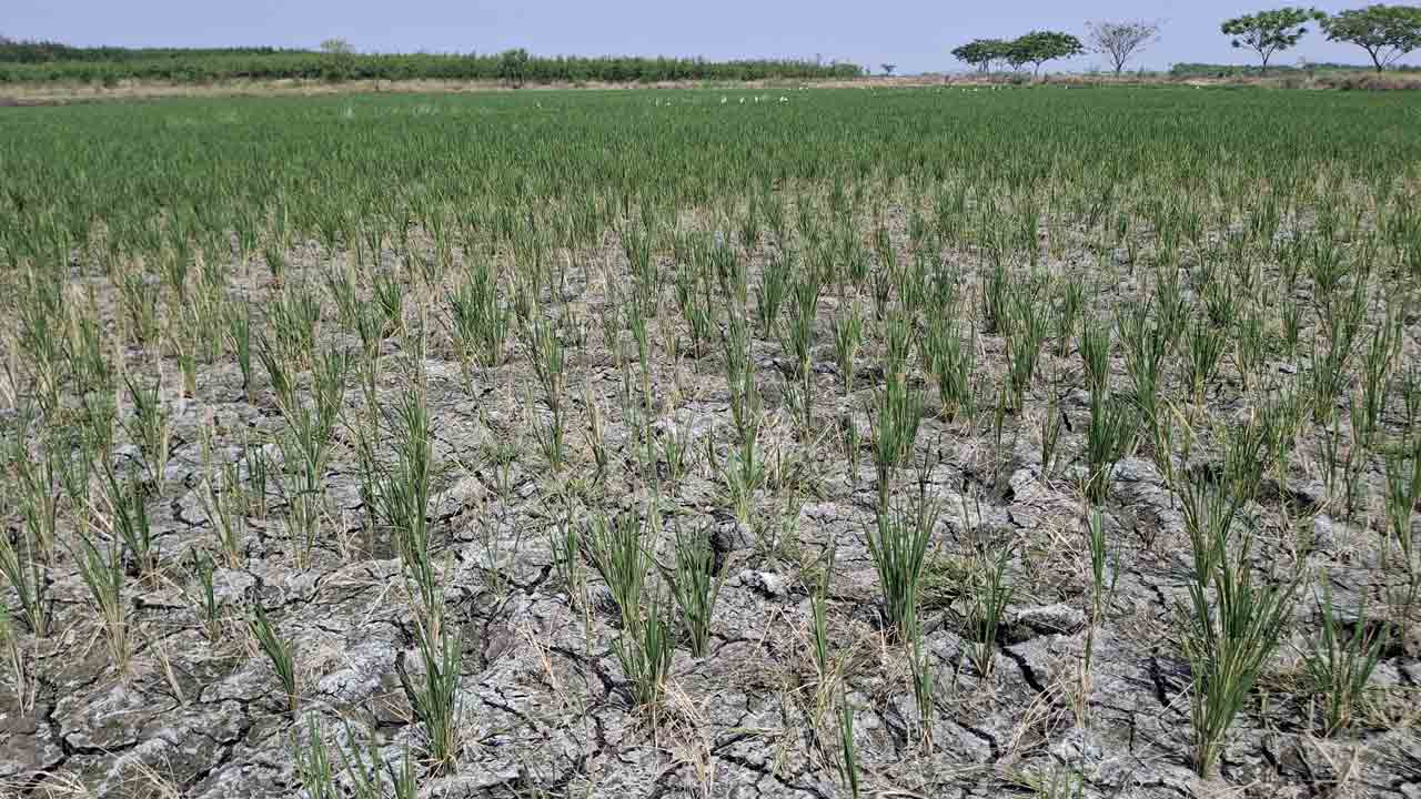 కానరాని నీటి జాడలు !