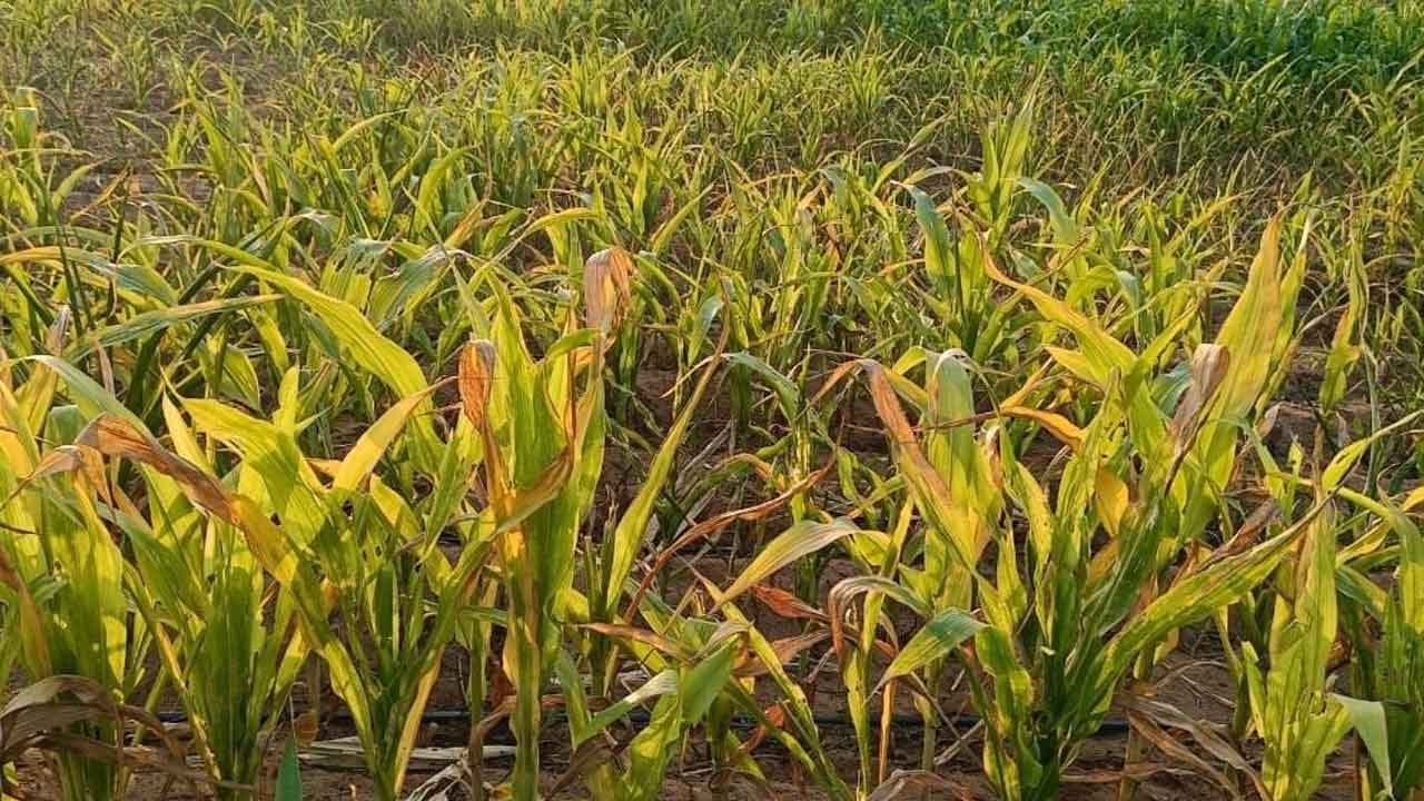 పంటలెండిపోతున్నా.. పట్టింపేది ?