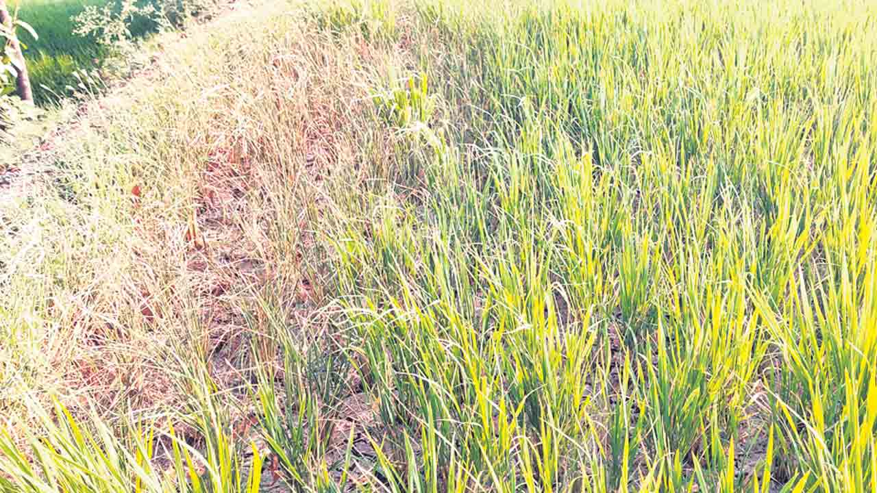 అందని నీరు.. ఎండిన పైరు