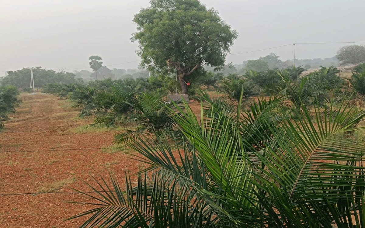 Oil Palm : ఆయిల్‌పామ్ తోటకు నీటి కొర‌త‌.. ట్యాంకర్ల ద్వారా సరఫరా