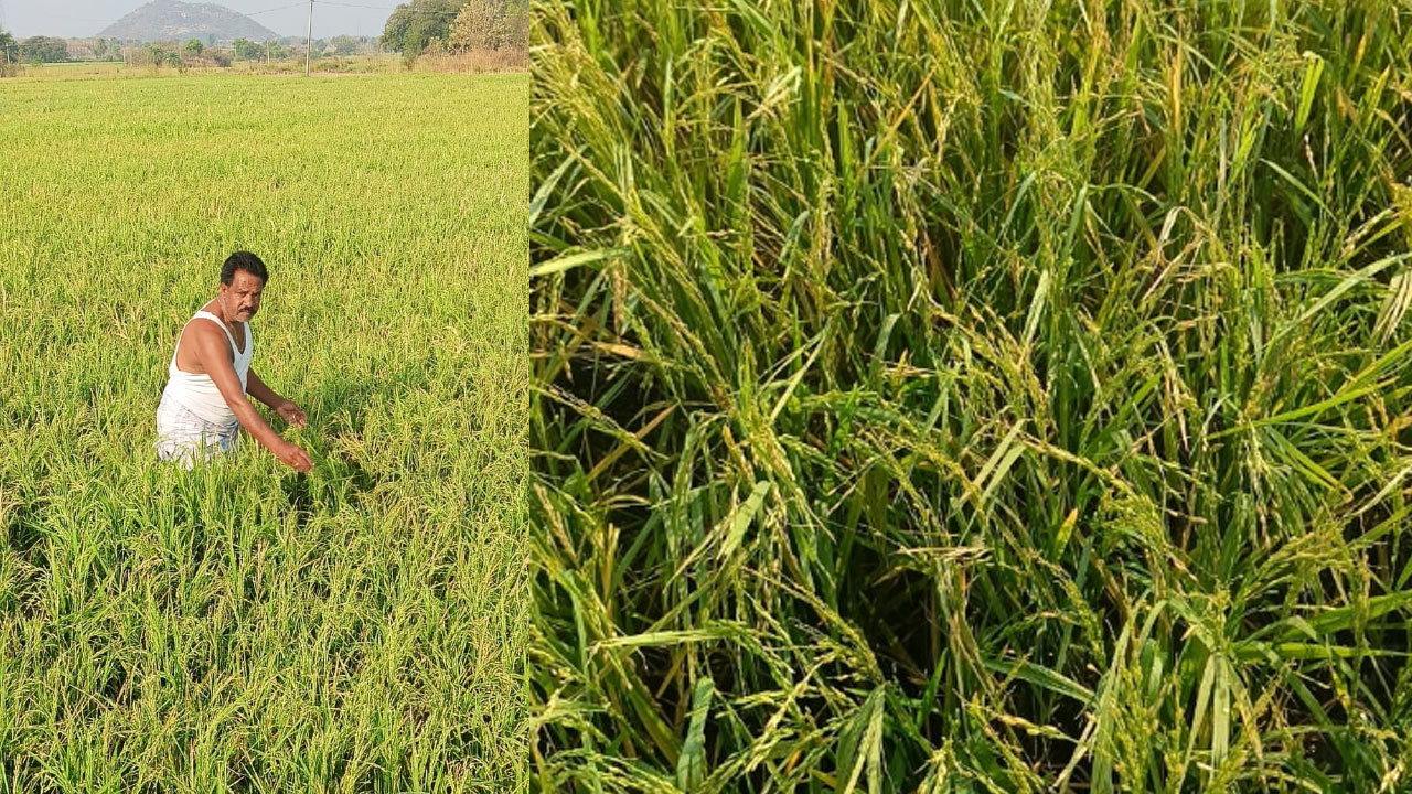 వడగండ్ల వానకు రాలిన వరి గింజలు.. ఆవేదనలో రైతు