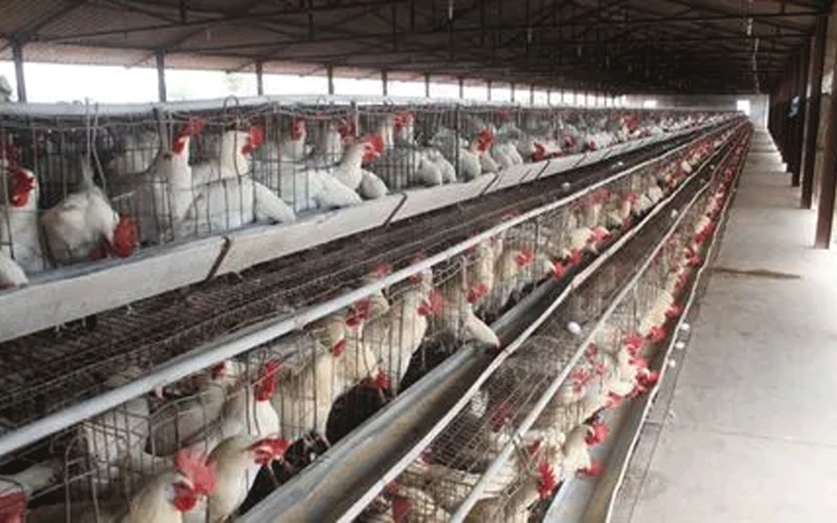 యూపీలో బర్డ్‌ ఫ్లూ కలకలం