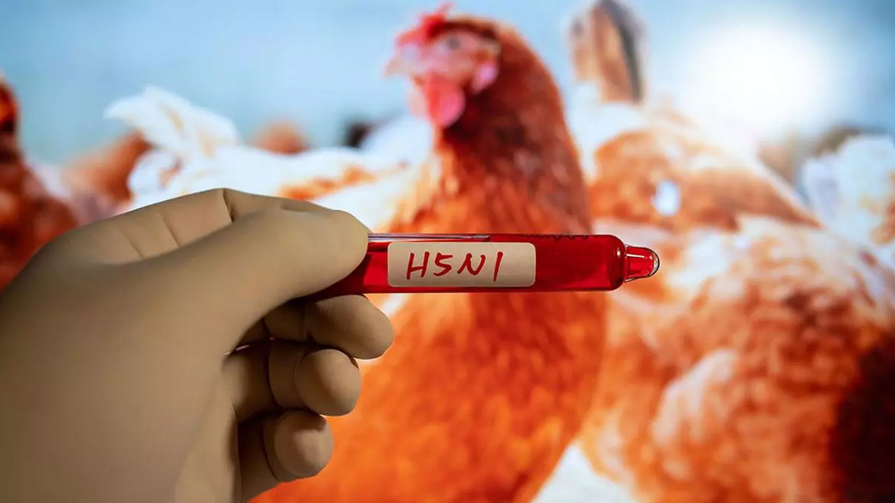 Bird Flu | ధోతిగూడెంలో బర్డ్ ఫ్లూ.. పౌల్ట్రీ ఫామ్‌లో కోళ్లు మృత్యువాత