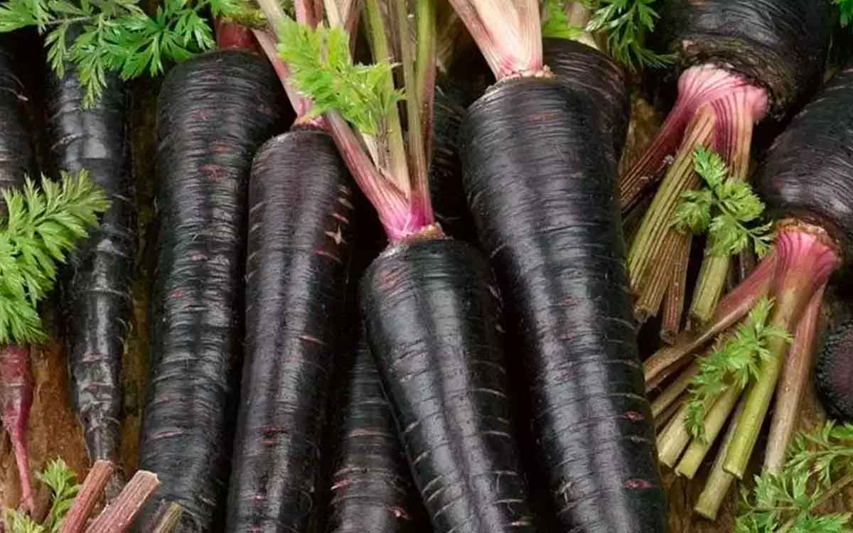 Black Carrots | న‌లుపు రంగు క్యారెట్ల‌ను తింటే ఇన్ని లాభాలు ఉన్నాయా..? అసలు వీటిని దూరం పెట్ట‌కండి..!